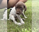 Small #5 German Shorthaired Pointer