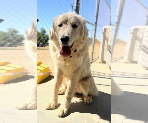 Medium Photo #4 Golden Pyrenees Puppy For Sale in San Diego, CA, USA