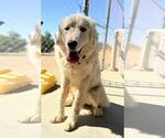 Small #3 Golden Pyrenees