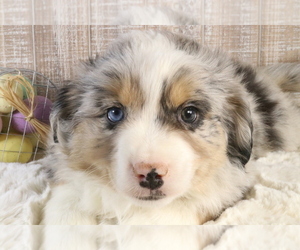 Miniature Australian Shepherd Dog for Adoption in STAFFORD, Virginia USA