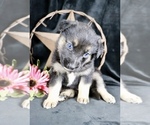 Puppy Whisper Australian Shepherd-German Shepherd Dog Mix