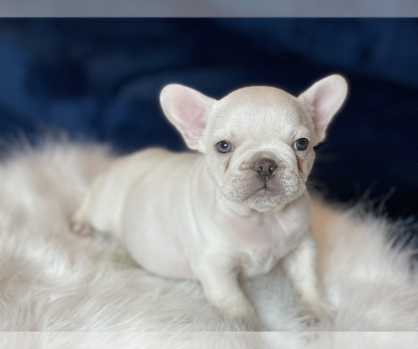 Medium Photo #11 French Bulldog Puppy For Sale in JACKSONVILLE, FL, USA