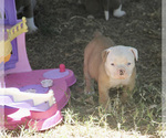 Small Photo #4 Olde English Bulldogge Puppy For Sale in LEXINGTON, OK, USA