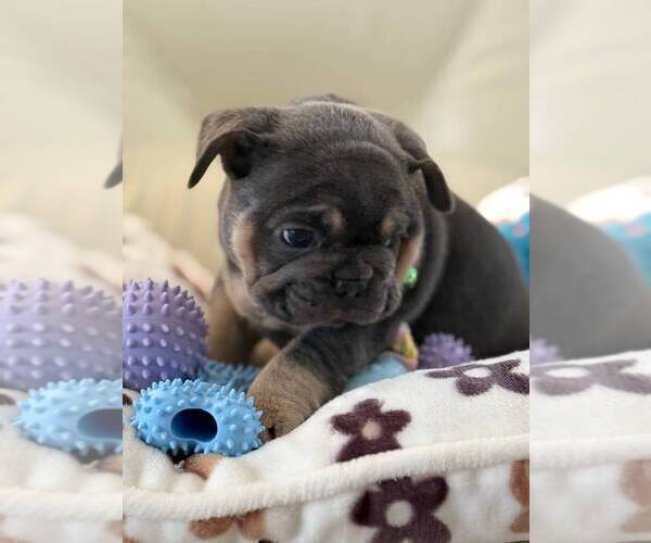 Medium Photo #2 French Bulldog Puppy For Sale in MC GRAW, NY, USA