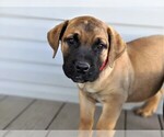 Small Photo #2 Mastiff Puppy For Sale in OXFORD, PA, USA
