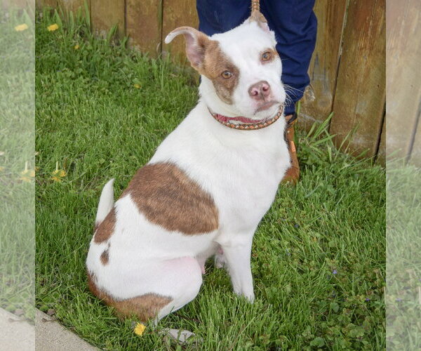 Medium Photo #4 American Staffordshire Terrier-Boston Terrier Mix Puppy For Sale in Huntley, IL, USA