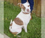 Small #3 American Staffordshire Terrier-Boston Terrier Mix