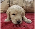 Small Photo #8 Goldendoodle Puppy For Sale in CLARKSVILLE, TX, USA