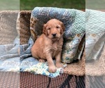 Small Photo #1 Goldendoodle Puppy For Sale in DAVENPORT, IA, USA