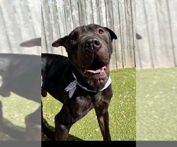 Medium Photo #1 Mutt Puppy For Sale in Amarillo, TX, USA