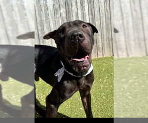 Mutt Dogs for adoption in Amarillo, TX, USA