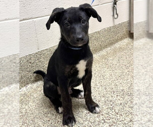 Medium Photo #1 Labrador Retriever-Unknown Mix Puppy For Sale in Fort Collins, CO, USA