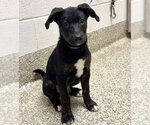 Small Labrador Retriever Mix