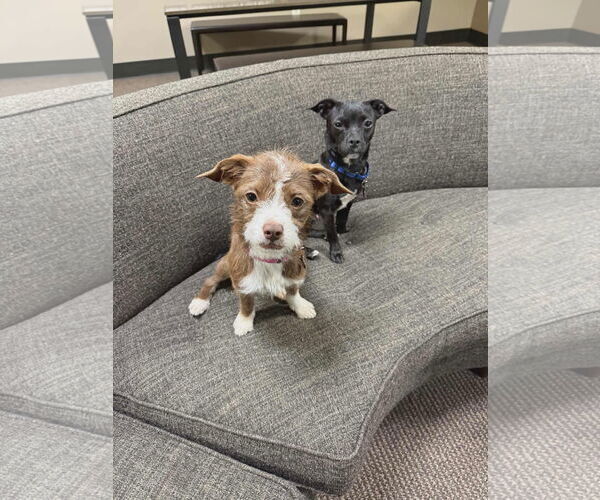 Medium Photo #7 Pekingese-Unknown Mix Puppy For Sale in Westwood, NJ, USA