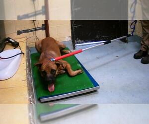 American Pit Bull Terrier-Unknown Mix Dogs for adoption in Tulsa, OK, USA