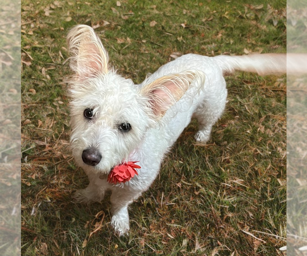 Medium Photo #2 Cairn Terrier-Unknown Mix Puppy For Sale in Phoenix, AZ, USA