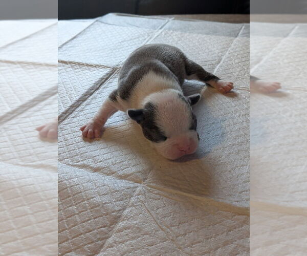 Medium Photo #1 Boston Terrier Puppy For Sale in GONIC, NH, USA