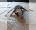 Puppy 5 Boston Terrier