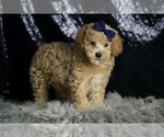 Small #3 Maltipoo