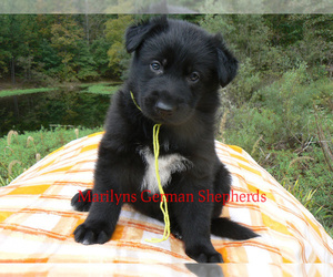 German Shepherd Dog Puppy for Sale in PIEDMONT, Missouri USA