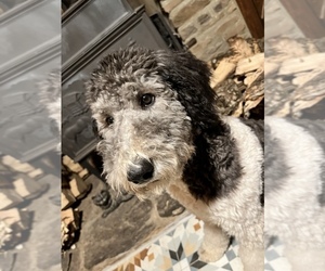 Poodle (Standard) Puppy for sale in OTTSVILLE, PA, USA