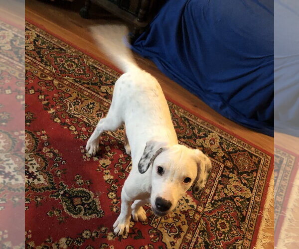 Medium Photo #7 Mutt Puppy For Sale in Yardley, PA, USA