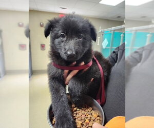 Mutt Dogs for adoption in Woodbury, NY, USA