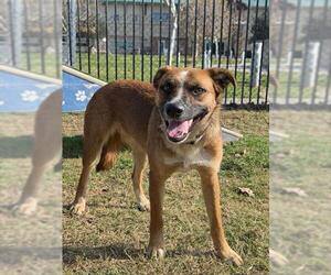 German Shepherd Dog Dogs for adoption in Riverside, CA, USA