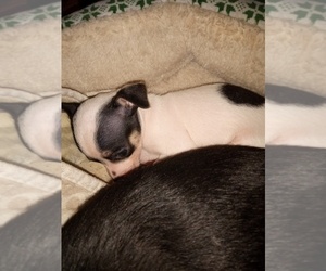 Chihuahua Puppy for sale in SHALLOTTE, NC, USA