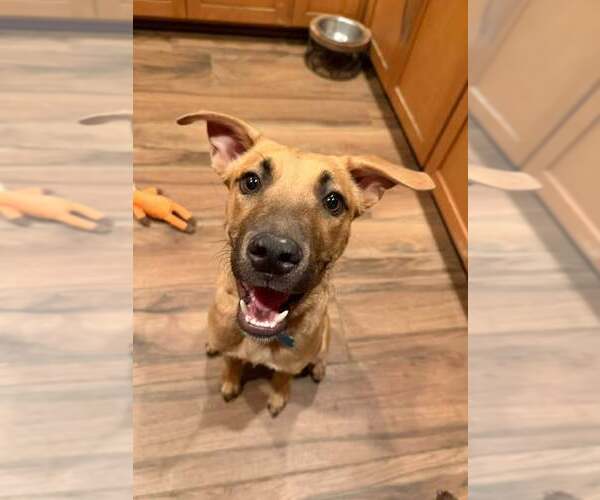 Medium Photo #2 Black Mouth Cur-Unknown Mix Puppy For Sale in Cave Creek, AZ, USA