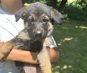 German Shepherd Dog Puppy for sale in WILMINGTON, IL, USA