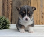Small Photo #16 Pembroke Welsh Corgi Puppy For Sale in GOSHEN, IN, USA