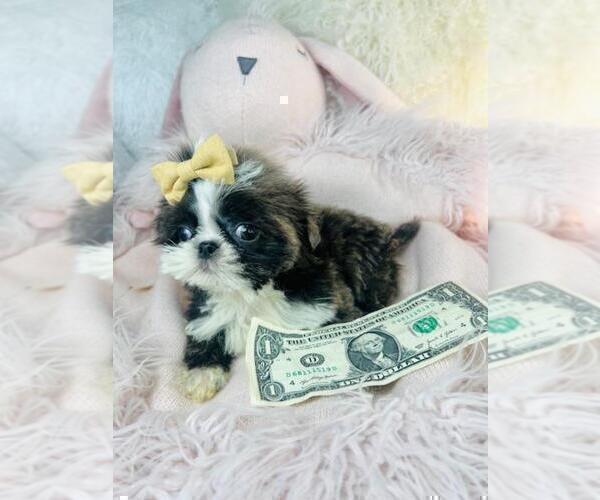 Medium Photo #2 Shih Tzu Puppy For Sale in TAMPA, FL, USA