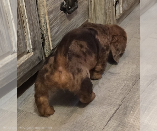 Medium Photo #21 Dachshund Puppy For Sale in NEOSHO, MO, USA