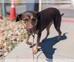 BEAUTY - Female Labrottie Dog for Adoption - Small photo
