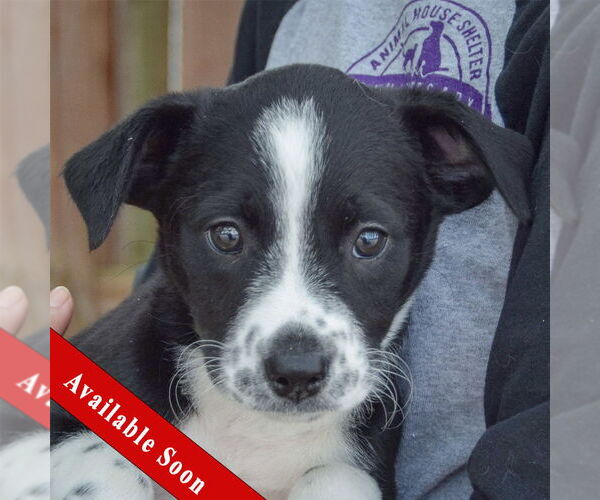 Medium Photo #1 Australian Shepherd-Unknown Mix Puppy For Sale in Huntley, IL, USA