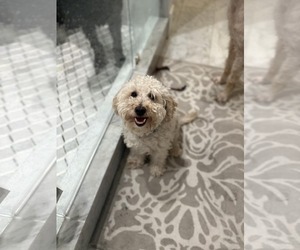 Mutt Dogs for adoption in Sandy, UT, USA