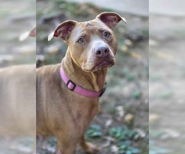 Medium Photo #1 American Pit Bull Terrier-Labrador Retriever Mix Puppy For Sale in Brewster, NY, USA