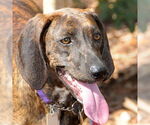 Small #3 Plott Hound Mix
