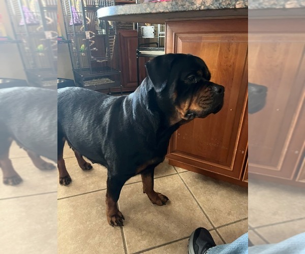 Medium Photo #1 Rottweiler Puppy For Sale in SARASOTA, FL, USA