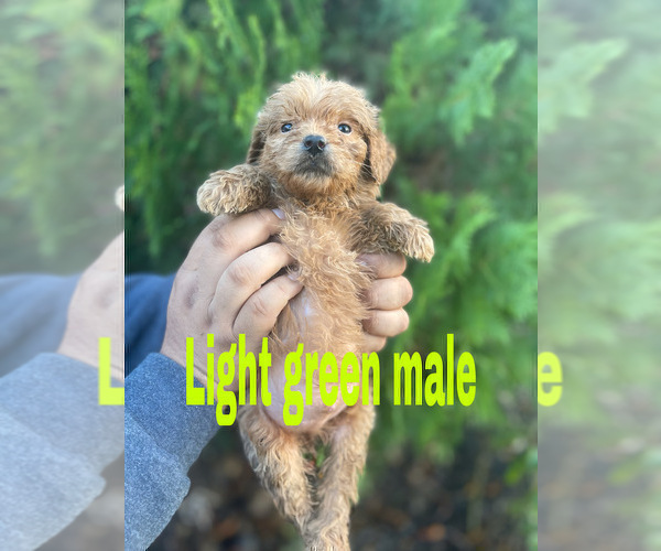Full screen Photo #3 Goldendoodle (Miniature) Puppy For Sale in BAKERSFIELD, CA, USA