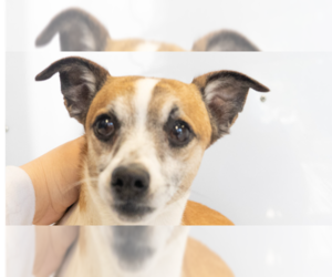 Cameo #5060 - Male Jack Chi Dog for Adoption - Photo #4