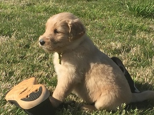 Golden Retriever Puppy for sale in PENDLETON, SC, USA