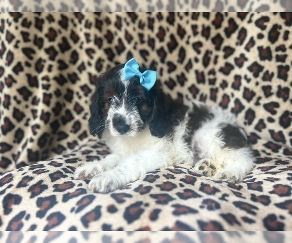 Medium Photo #6 Cock-A-Poo Puppy For Sale in LAKELAND, FL, USA