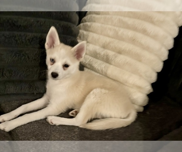 Medium Photo #231 Pomsky Puppy For Sale in LOVELAND, CO, USA