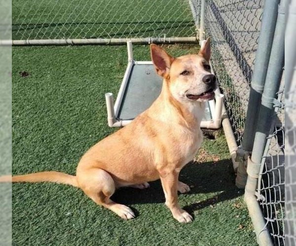 Medium Photo #5 Akita-Unknown Mix Puppy For Sale in Rockwall, TX, USA