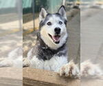 Small Photo #1  Puppy For Sale in , 