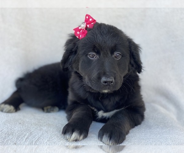 View Ad: Bernese Mountain Dog-Goldendoodle Mix Puppy for Sale near