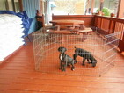 Small Photo #2 Great Dane Puppy For Sale in BLUE CREEK, OH, USA
