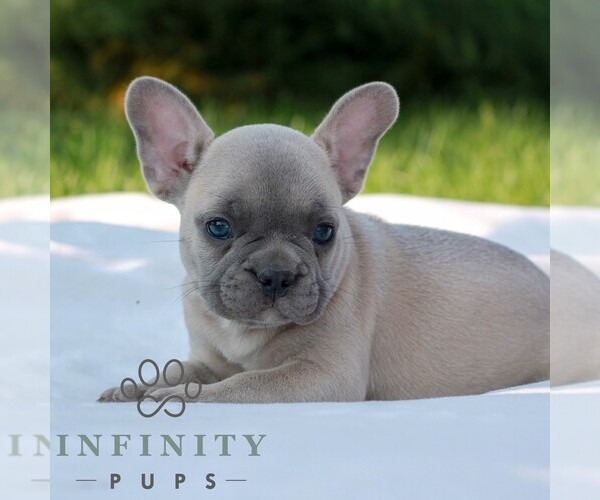 Medium Photo #4 French Bulldog Puppy For Sale in NEWMANSTOWN, PA, USA